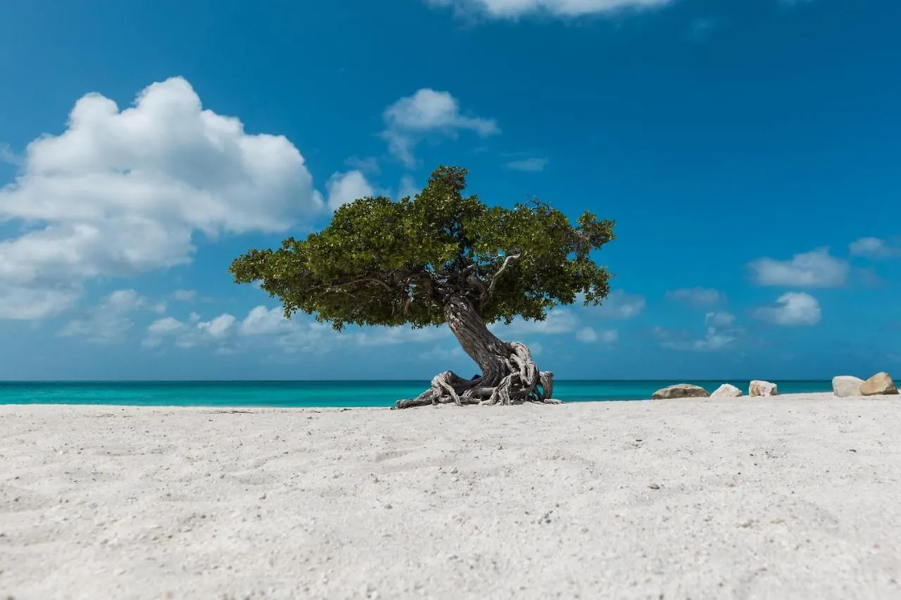 Tranquility Inside Astonishing Harbor View Lejlighed Oranjestad Aruba